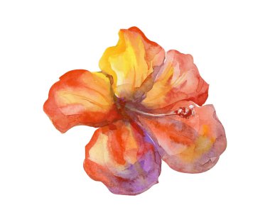 Beyaz arka plan yalıtılmış turuncu suluboya çiçek