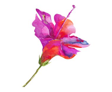 Beyaz arka plan yalıtılmış turuncu suluboya çiçek