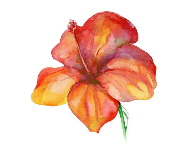 Den Isolera Orange Akvarellmålning Blomman Vit Bakgrund — Stock vektor