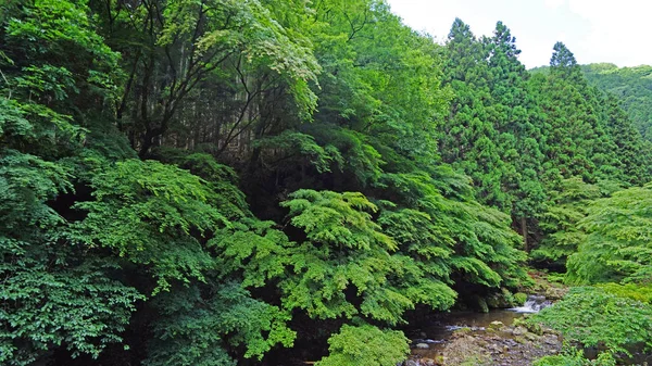 Cascata Naturale Fiume Ponte Albero Pianta Giappone Montagna — Foto Stock