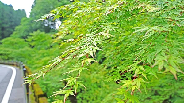 Zbliżenie Zielony Listowie Drzewo Droga Okolicy Japonii — Zdjęcie stockowe