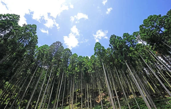 Ciel Bleu Nuage Arbre Vert Plein Air Dans Les Bois — Photo