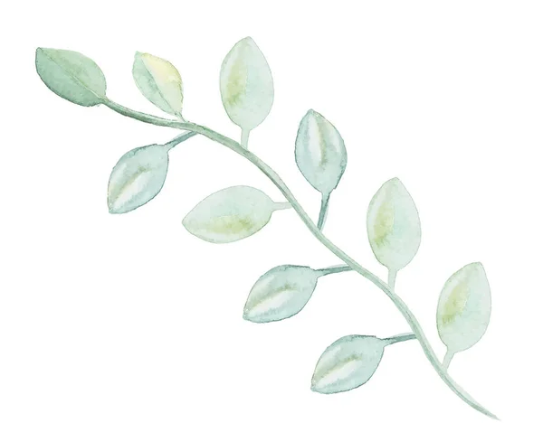 Aquarelle Isolée Dessinée Déocration Plantes Vertes Sur Fond Blanc — Image vectorielle