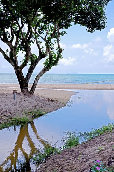 Playa Vertcal Costa Árbol Cielo Nube Con Reflexión Sobre Estanque —  Fotos de Stock