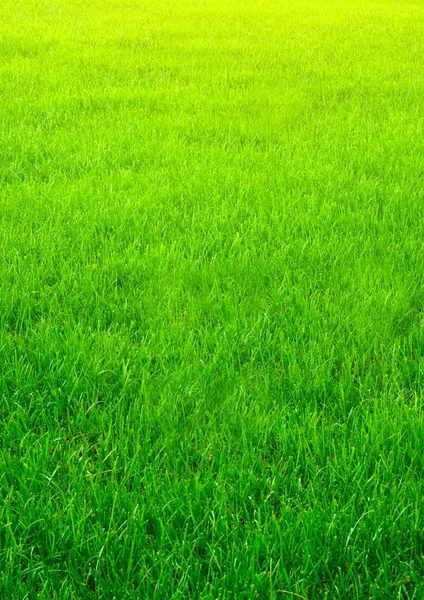 Verticale natured groen gras golf achtergrond papier van een veld — Stockfoto