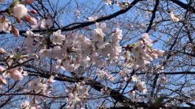 Güzel pembe sakura kiraz çiçeği çiçek Bahar, Japonya Tokyo