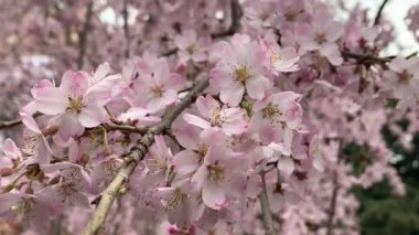 Güzel pembe sakura kiraz çiçeği çiçek Bahar, Japonya Tokyo
