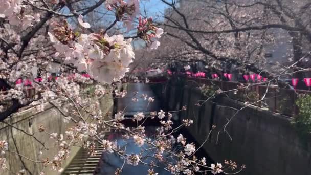 Gyönyörű Rózsaszín Sakura Cseresznye Virág Virág Tavasszal Japán Tokió — Stock videók