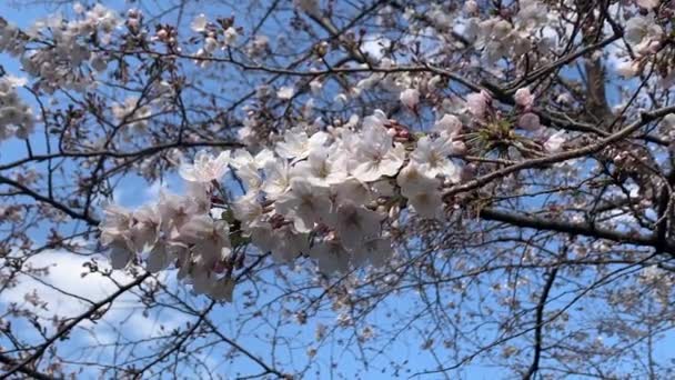 Красивый Розовый Цветок Сакуры Сакуры Весной Япония Токио — стоковое видео
