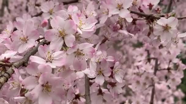 Gyönyörű Rózsaszín Sakura Cseresznye Virág Virág Tavasszal Japán Tokió — Stock videók