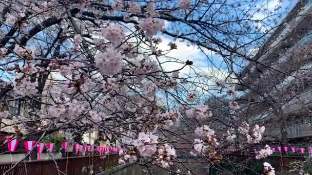 Vackra Rosa Sakura Cherry Blossom Blomma Våren Japan Tokyo — Stockvideo