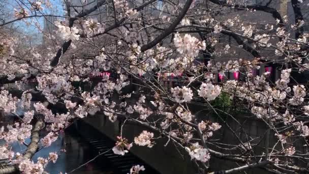 Gyönyörű Rózsaszín Sakura Cseresznye Virág Virág Tavasszal Japán Tokió — Stock videók