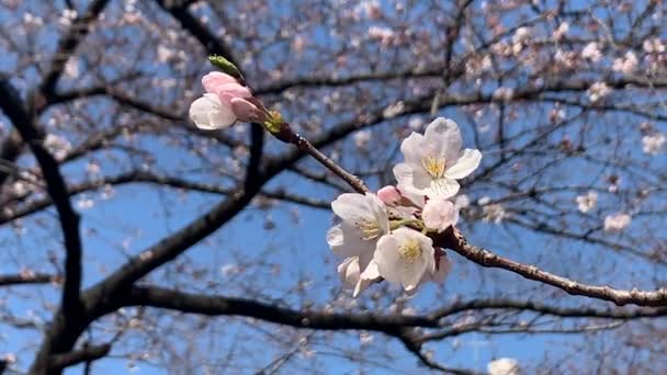 Gyönyörű Rózsaszín Sakura Cseresznye Virág Virág Tavasszal Japán Tokió — Stock videók