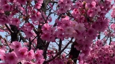 Güzel pembe sakura kiraz çiçeği çiçek Bahar, Japonya Tokyo