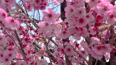 Güzel pembe sakura kiraz çiçeği çiçek Bahar, Japonya Tokyo