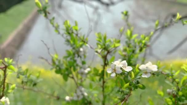 Όμορφα Κίτρινα Λουλούδια Στο Πράσινο Πεδίο Λόφο Κοντά Στον Ποταμό — Αρχείο Βίντεο