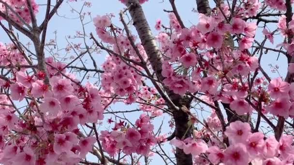 Bela Flor Cereja Sakura Rosa Primavera Japão Tóquio — Vídeo de Stock