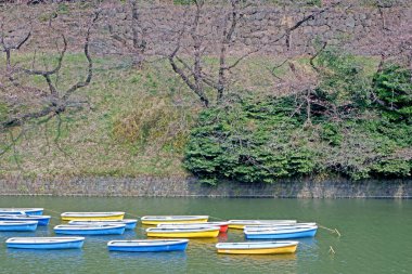Sakura kiraz çiçeği çiçek, tatil tekne Japonya Tokyo rive