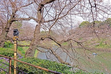 Sakura kiraz çiçeği çiçek, bitki Japonya Tokyo par