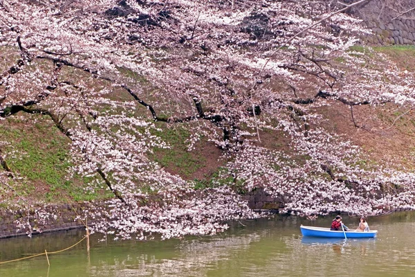 Sakura cherry blossom flowers and vacation boat in Japan Tokyo r — Stock Photo, Image