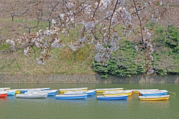 Sakura cherry blossom flowers, vacation boat in Japan Tokyo river — Stock Photo, Image