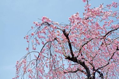 Sakura kiraz çiçeği çiçek ve ağaç Japonya Tokyo par