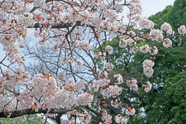 Güzel beyaz sakura kiraz çiçeği çiçek Japonya Park