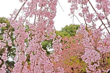 Güzel pembe sakura kiraz çiçeği çiçek Japonya Park