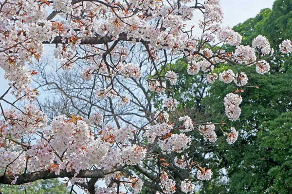 Beautiful white sakura cherry blossom flower in Japan park — Stock Photo, Image