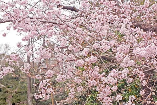 Beautiful pink sakura cherry blossom flower in Japan park — Stock Photo, Image