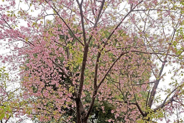 Heart shaped pink sakura cherry blossom flowers and tree — Stock Photo, Image