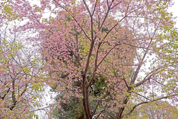 Heart Shaped Pink Sakura Cherry Blossom Flowers Tree Japan Tokyo — Stock Photo, Image