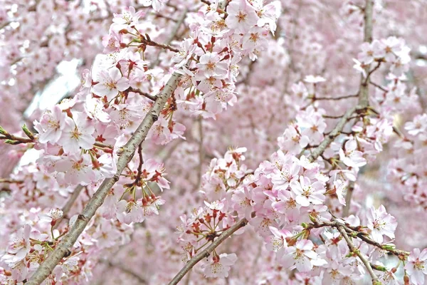 Güzel pembe sakura kiraz çiçeği çiçek Japonya Park — Stok fotoğraf