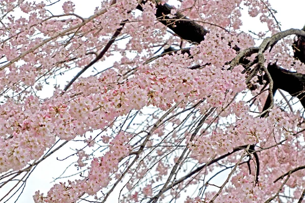 Güzel pembe sakura kiraz çiçeği çiçek Japonya Park — Stok fotoğraf