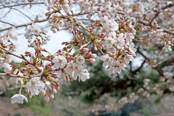 Прекрасный белый цветок сакуры в японском парке — стоковое фото