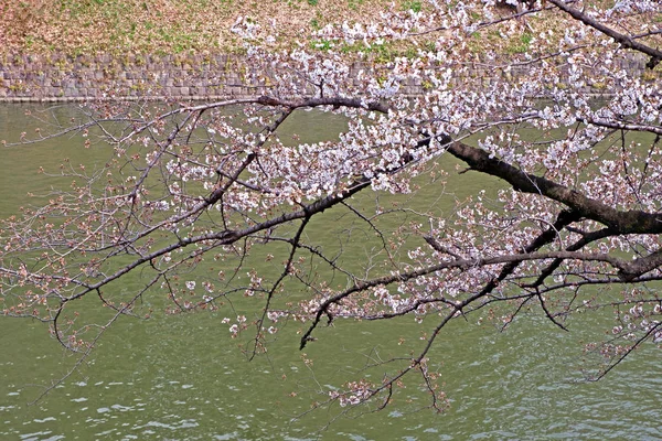Pink sakura cherry blossom flower, river in springtime, Japan To — Stock Photo, Image