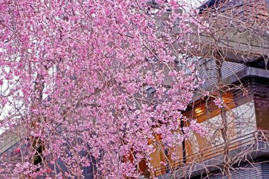 Pembe sakura kiraz çiçeği çiçek ve Japonya springti bina