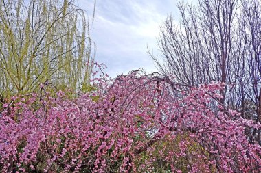 Güzel pembe sakura kiraz çiçeği çiçek, ağaç ve Bahar, Japonya Tokyo binada