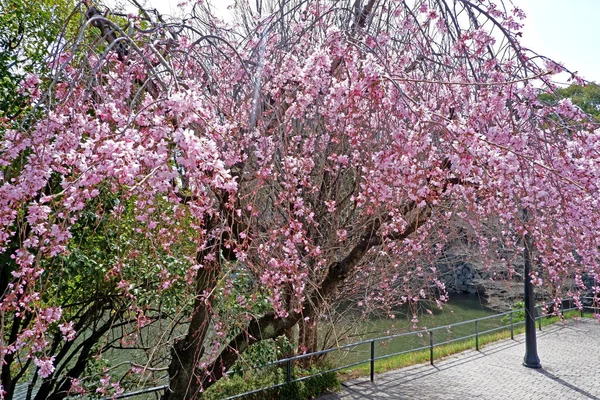 Gyönyörű rózsaszín sakura cseresznye virág virágok, és, mint a Tokió p — Stock Fotó