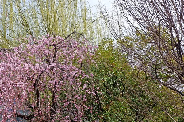 Vackra rosa sakura cherry blossom blommor och träd i, Japan p — Stockfoto