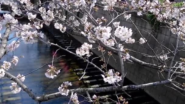 Vackra Rosa Sakura Cherry Blossom Blomma Våren Japan Tokyo — Stockvideo