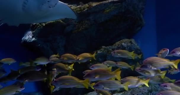 Кадры Тропических Рифовых Рыб Батоидов Водных Растений Аквариуме — стоковое видео
