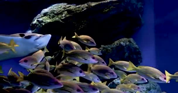 Imágenes Peces Arrecife Tropical Batoidea Plantas Acuáticas Acuario — Vídeos de Stock