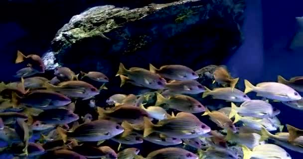 Filmmaterial Tropische Rifffische Batoidea Und Wasserpflanzen Aquarium — Stockvideo