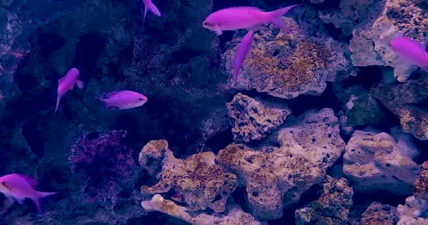 映像水族館の熱帯サンゴ礁の魚と水生植物 — ストック動画