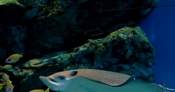 Filmmaterial Tropische Rifffische Batoidea Und Wasserpflanzen Aquarium — Stockvideo