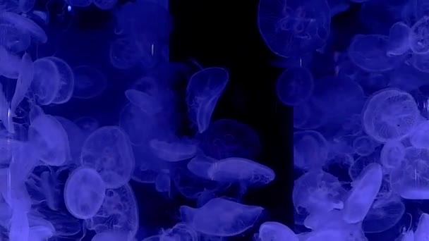 Footage Tropical Reef Jellyfish Aquatic Plants Aquarium — Stock Video