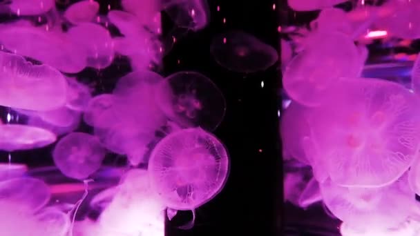 images récif tropical méduses et plantes aquatiques dans l'aquarium 