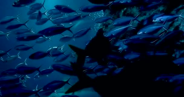 Materiał Filmowy Ryb Tropikalnych Roślin Wodnych Akwarium — Wideo stockowe
