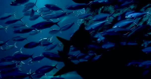 Séquences Poissons Récif Tropical Plantes Aquatiques Dans Aquarium — Video